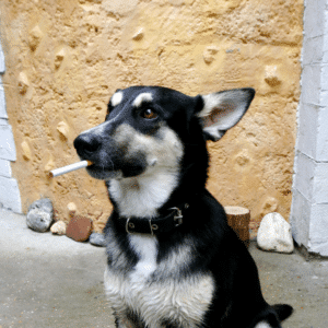 tchaomegot chien mange mégot cigarette quoi faire